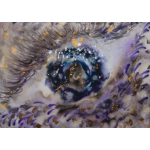 Journey into the Merlin Land-Merlin Eye 1